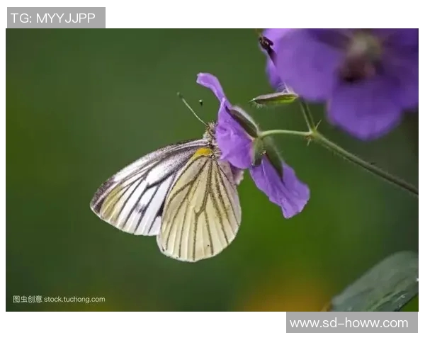 你不知道的凯尔特人:十大冷知识大揭秘 你不知道的凯尔特人:十大冷知识大揭秘