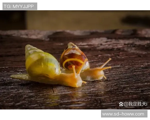 你从未听过的季后赛奇趣秘闻揭晓十大令人意外的冷知识